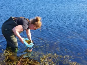 Plockar tång utanför Orust