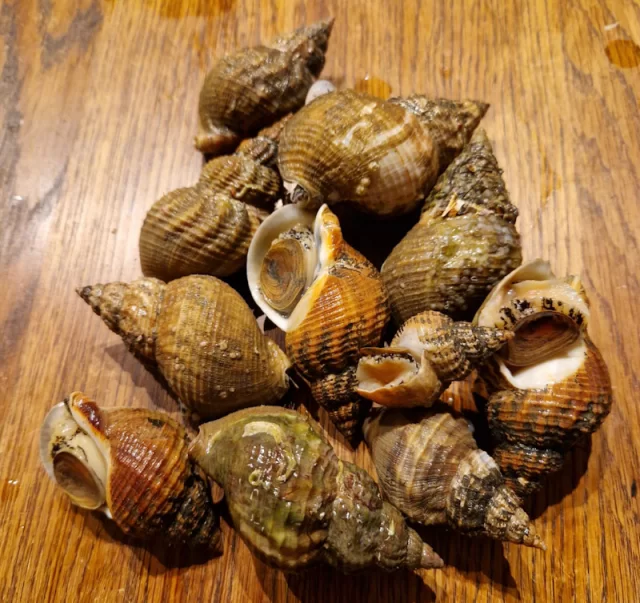 Panerad valthornssnäcka / vanlig strand strandsnäcka